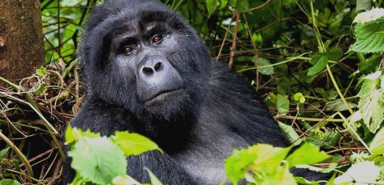 gorilla safari Uganda