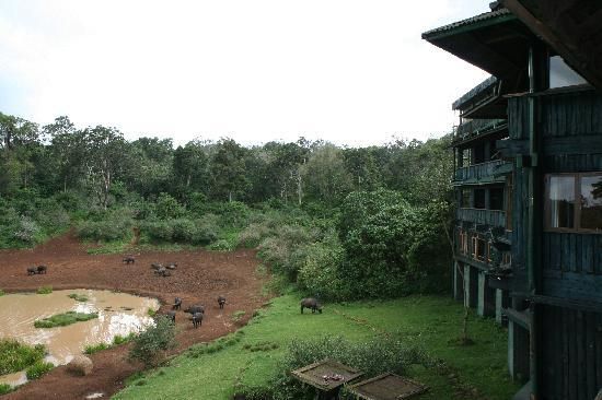 Serena Mountain Lodge Kenya